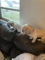 Boy tan one , a male Shih Tzu for sale in Mitchell, IN – Photo 3 of 6