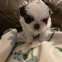 Boy tan one , a male Shih Tzu for sale in Mitchell, IN – Photo 6 of 6