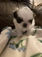 Boy tan one , a male Shih Tzu for sale in Mitchell, IN – Photo 6 of 6