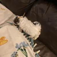 Boy tan one , a male Shih Tzu for sale in Mitchell, IN – Photo 5 of 6