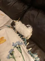 Boy tan one , a male Shih Tzu for sale in Mitchell, IN – Photo 5 of 6