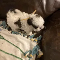 Boy tan one , a male Shih Tzu for sale in Mitchell, IN – Photo 4 of 6