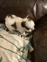 Boy tan one , a male Shih Tzu for sale in Mitchell, IN – Photo 4 of 6