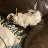 Boy tan one , a male Shih Tzu for sale in Mitchell, IN – Photo 2 of 6