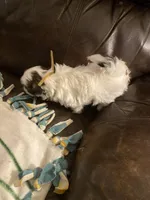 Boy tan one , a male Shih Tzu for sale in Mitchell, IN – Photo 2 of 6