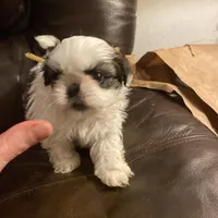 Boy tan one , a male Shih Tzu for sale in Mitchell, IN – Photo 1 of 6