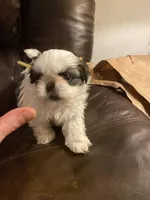 Boy tan one , a male Shih Tzu for sale in Mitchell, IN – Photo 1 of 6