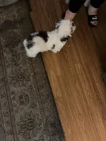 Teddy, a male Shih Tzu for sale in Mitchell, IN – 6 of 6