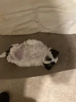 Girl smallest, a female Shih Tzu for sale in Mitchell, IN – Photo 2 of 4