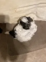 Girl smallest, a female Shih Tzu for sale in Mitchell, IN – Photo 3 of 4