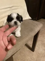 Girl smallest, a female Shih Tzu for sale in Mitchell, IN – Photo 4 of 4