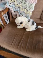 Yellow one, a male Shih Tzu for sale in Mitchell, IN – 5 of 6