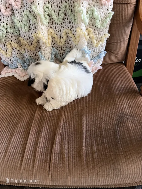 Black one – Shih Tzu puppy for sale in Mitchell, IN