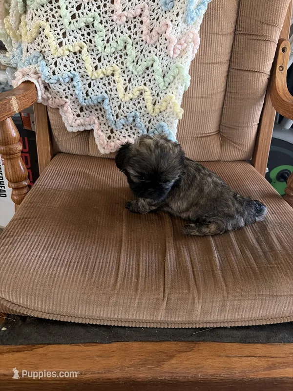 Brown girl – Shih Tzu puppy for sale in Mitchell, IN