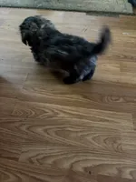 Dark little boy, a male Shih Tzu for sale in Mitchell, IN – 3 of 7