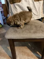 Light brown one, a male Shih Tzu for sale in Mitchell, IN – 4 of 7