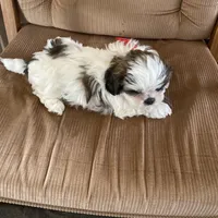 Boy, red tag, a male Shih Tzu for sale in Mitchell, IN – Photo 2 of 6