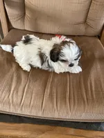 Boy, red tag, a male Shih Tzu for sale in Mitchell, IN – Photo 2 of 6