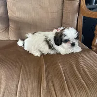 Boy, red tag, a male Shih Tzu for sale in Mitchell, IN – Photo 4 of 6