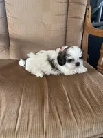 Boy, red tag, a male Shih Tzu for sale in Mitchell, IN – Photo 4 of 6