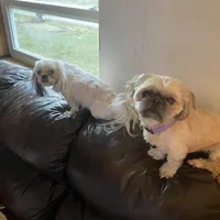 Boy, red tag, a male Shih Tzu for sale in Mitchell, IN – Photo 6 of 6