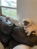 Boy, red tag, a male Shih Tzu for sale in Mitchell, IN – Photo 6 of 6