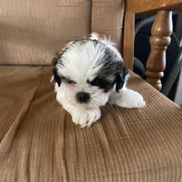 Boy, red tag, a male Shih Tzu for sale in Mitchell, IN – Photo 3 of 6