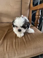 Boy, red tag, a male Shih Tzu for sale in Mitchell, IN – Photo 3 of 6