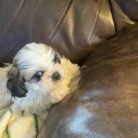 Boy, red tag, a male Shih Tzu for sale in Mitchell, IN – Photo 1 of 6