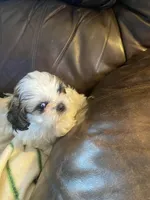 Boy, red tag, a male Shih Tzu for sale in Mitchell, IN – Photo 1 of 6