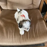 Boy, red tag, a male Shih Tzu for sale in Mitchell, IN – Photo 5 of 6