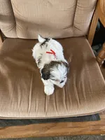 Boy, red tag, a male Shih Tzu for sale in Mitchell, IN – Photo 5 of 6