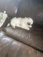 The boy orange, a male Shih Tzu for sale in Mitchell, IN – Photo 4 of 5