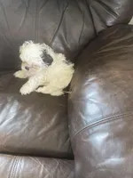 The boy orange, a male Shih Tzu for sale in Mitchell, IN – Photo 3 of 5