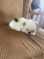 The boy orange, a male Shih Tzu for sale in Mitchell, IN – Photo 1 of 5