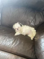 The boy orange, a male Shih Tzu for sale in Mitchell, IN – Photo 2 of 5