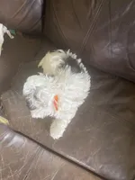 The boy orange, a male Shih Tzu for sale in Mitchell, IN – Photo 5 of 5