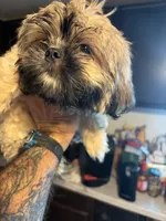 Little one, a male Shih Tzu for sale in Mitchell, IN – 5 of 7