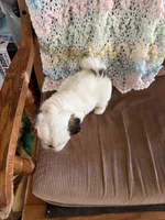 Orange one, a male Shih Tzu for sale in Mitchell, IN – 5 of 5
