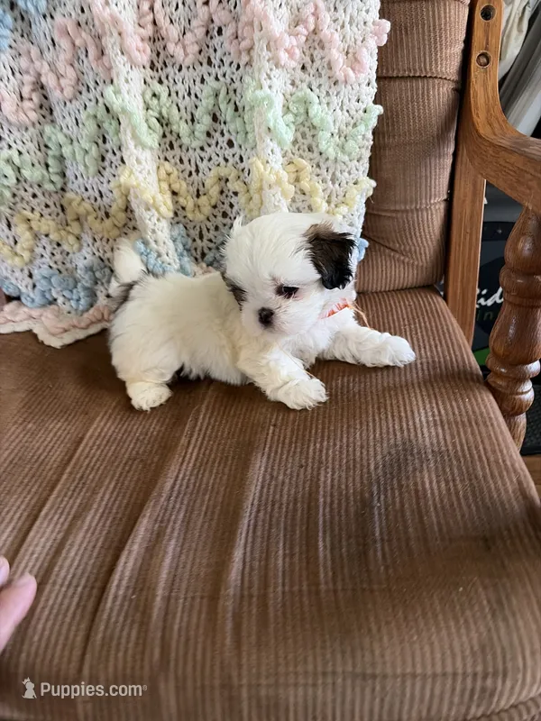 Orange one – Shih Tzu puppy for sale in Mitchell, IN