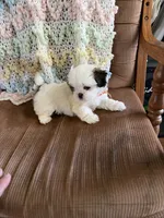 Orange one, a male Shih Tzu for sale in Mitchell, IN – 1 of 5