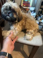 Little one, a male Shih Tzu for sale in Mitchell, IN – 3 of 7