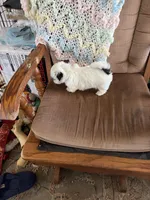 Red one, a male Shih Tzu for sale in Mitchell, IN – 5 of 6