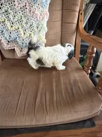 Little girl, a female Shih Tzu for sale in Mitchell, IN – 3 of 6
