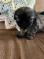 Brown girl, a female Shih Tzu for sale in Mitchell, IN – 5 of 6