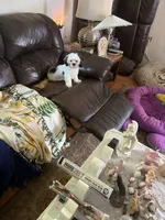 Teddy, a male Shih Tzu for sale in Mitchell, IN – 9 of 10