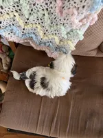 Yellow one, a male Shih Tzu for sale in Mitchell, IN – 4 of 6