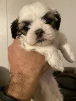 Girl 2, a female Shih Tzu for sale in Mitchell, IN – Photo 1 of 9