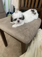 Girl 2, a female Shih Tzu for sale in Mitchell, IN – Photo 4 of 9