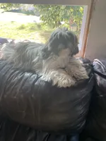 Girl 2, a female Shih Tzu for sale in Mitchell, IN – Photo 8 of 9